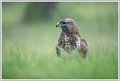 Saint Piat _25-05-2018-09-30-09_0660